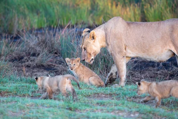 Een Groep Leeuwen Kittens Cub Van Leeuw Leeuwin Vrouw Van — Stockfoto