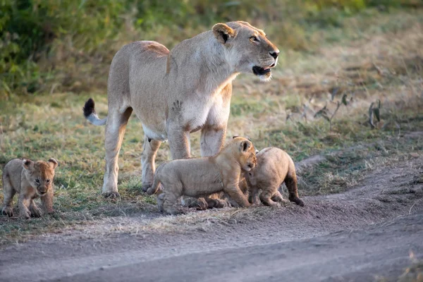 Grupa Lwów Kociąt Cub Lion Lwica Kobieta Lwa Sawanny — Zdjęcie stockowe