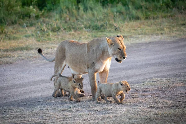 Een Groep Leeuwen Kittens Cub Van Leeuw Leeuwin Vrouw Van — Stockfoto