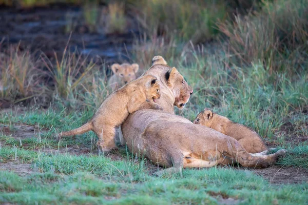 Grupp Lions Kattungar Cub Lion Och Lioness Hona Lejon Savannen — Stockfoto