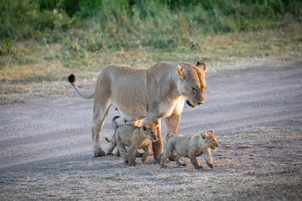 Grupa Lwów Kociąt Cub Lion Lwica Kobieta Lwa Sawanny — Zdjęcie stockowe