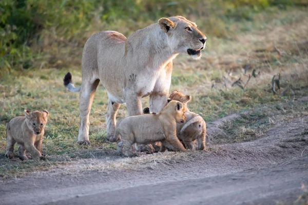 Eine Gruppe Löwenbabys Löwenjunges Und Löwin Löwenweibchen Der Savanne — Stockfoto