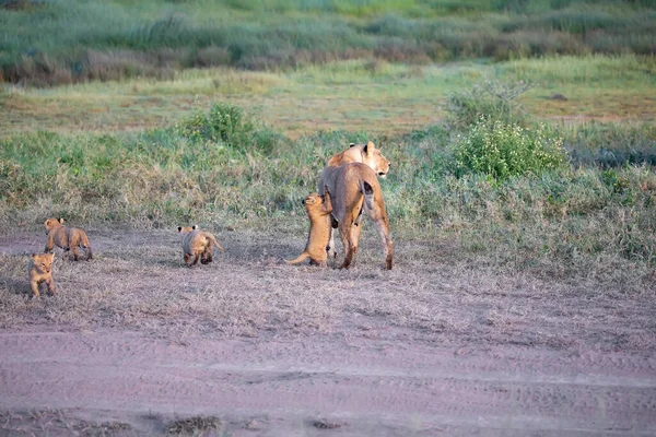 A group lions kittens (cub of lion) and lioness (female of lion) in savanna