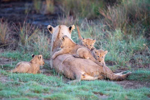 Grupp Lions Kattungar Cub Lion Och Lioness Hona Lejon Savannen — Stockfoto