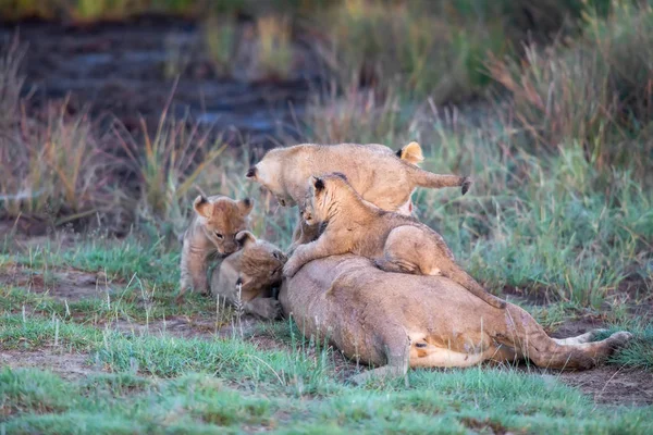 サバンナのライオンの子猫 ライオンの子 とライオン ライオンの雌 — ストック写真