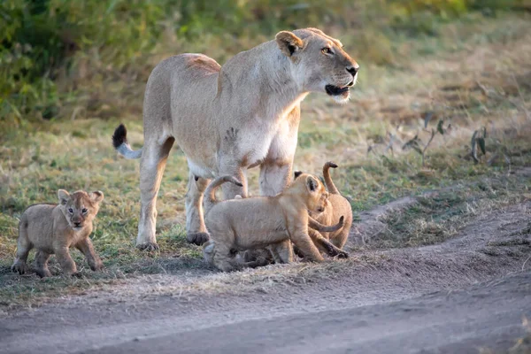 一群狮子小猫 狮子的幼崽 和狮子 狮子的雌性 在稀树草原 — 图库照片
