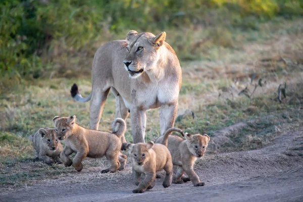 Een Groep Leeuwen Kittens Cub Van Leeuw Leeuwin Vrouw Van — Stockfoto