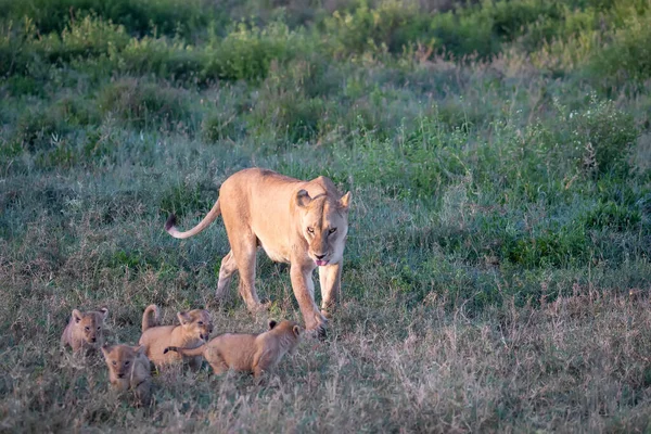 A group lions kittens (cub of lion) and lioness (female of lion) in savanna