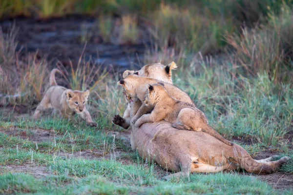 Eine Gruppe Löwenbabys Löwenjunges Und Löwin Löwenweibchen Der Savanne — Stockfoto