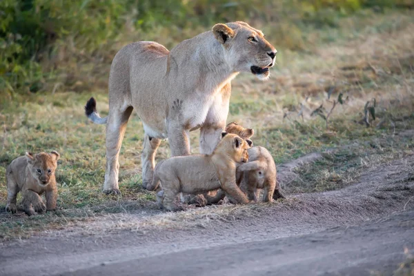 一群狮子小猫 狮子的幼崽 和狮子 狮子的雌性 在稀树草原 — 图库照片