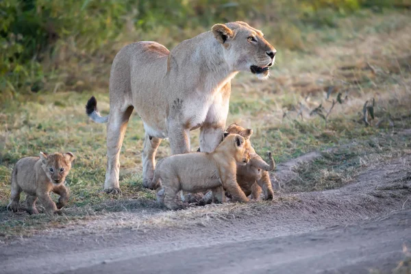 Grupo Leões Gatinhos Filhote Leão Leoa Fêmea Leão Savana — Fotografia de Stock