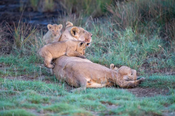 Grupp Lions Kattungar Cub Lion Och Lioness Hona Lejon Savannen — Stockfoto