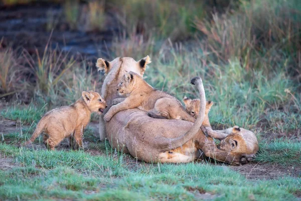 Grupp Lions Kattungar Cub Lion Och Lioness Hona Lejon Savannen — Stockfoto