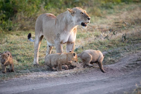 Eine Gruppe Löwenbabys Löwenjunges Und Löwin Löwenweibchen Der Savanne — Stockfoto