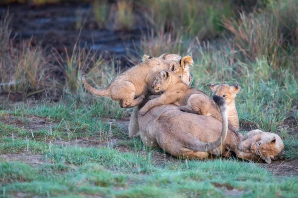 Een Groep Leeuwen Kittens Cub Van Leeuw Leeuwin Vrouw Van — Stockfoto