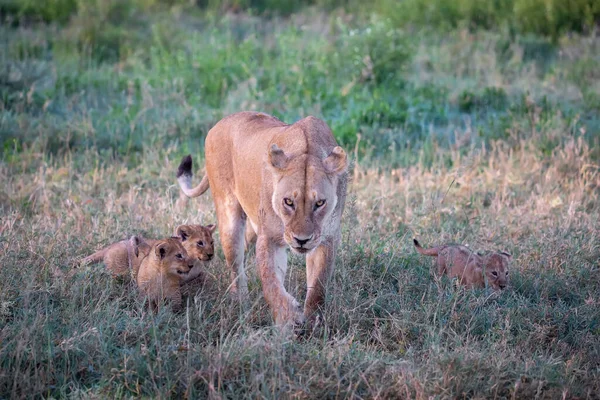 A group lions kittens (cub of lion) and lioness (female of lion) in savanna