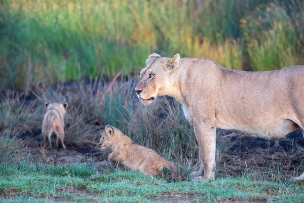 Grupa Lwów Kociąt Cub Lion Lwica Kobieta Lwa Sawanny — Zdjęcie stockowe