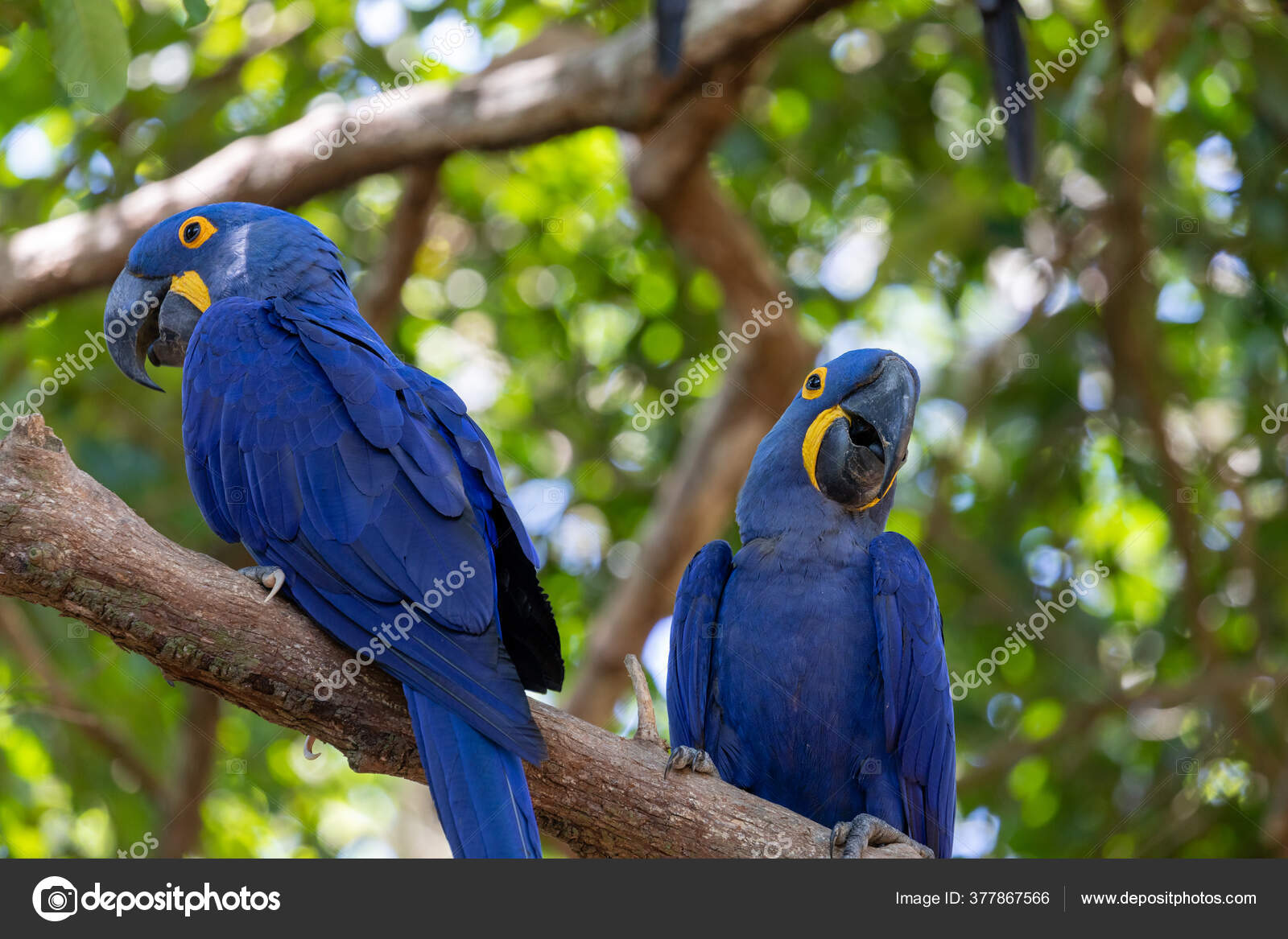Burung Beo Burung Penuh Warna Biru Kuning Warna Pikist
