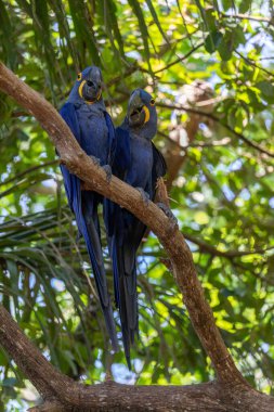 Bu ünlü papağan papağanının (ara papağan) bir resmi. Fotoğraf Brezilya 'daki Pantanal bölgesinde çekildi..