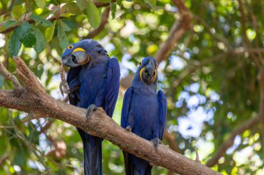 Bu ünlü papağan papağanının (ara papağan) bir resmi. Fotoğraf Brezilya 'daki Pantanal bölgesinde çekildi..
