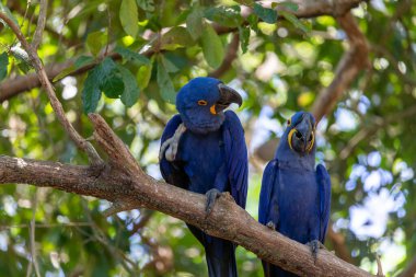 Bu ünlü papağan papağanının (ara papağan) bir resmi. Fotoğraf Brezilya 'daki Pantanal bölgesinde çekildi..