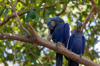 Bu ünlü papağan papağanının (ara papağan) bir resmi. Fotoğraf Brezilya 'daki Pantanal bölgesinde çekildi..