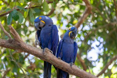 Bu ünlü papağan papağanının (ara papağan) bir resmi. Fotoğraf Brezilya 'daki Pantanal bölgesinde çekildi..