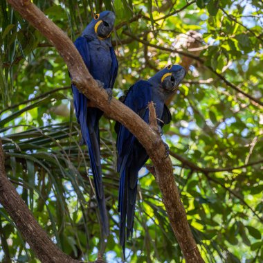 Bu ünlü papağan papağanının (ara papağan) bir resmi. Fotoğraf Brezilya 'daki Pantanal bölgesinde çekildi..