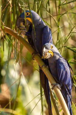 Bu ünlü papağan papağanının (ara papağan) bir resmi. Fotoğraf Brezilya 'daki Pantanal bölgesinde çekildi..