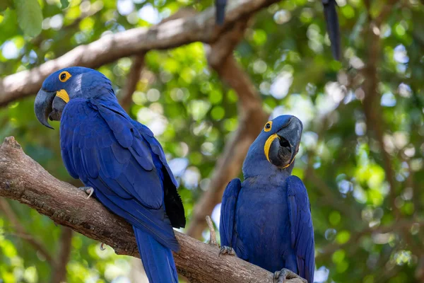Bu ünlü papağan papağanının (ara papağan) bir resmi. Fotoğraf Brezilya 'daki Pantanal bölgesinde çekildi..