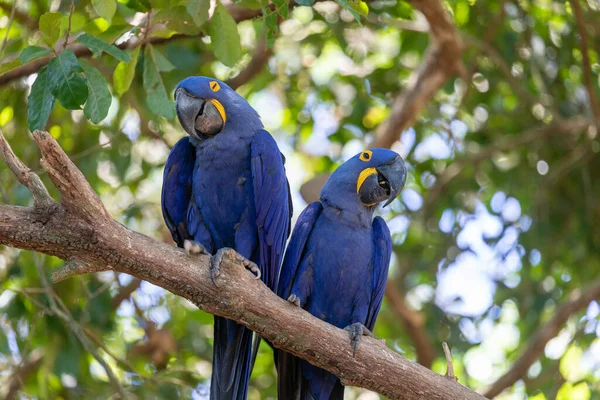 이것은 금강앵무 앵무새의 사진이다 브라질 판타날 지역의 정글에서 — 스톡 사진