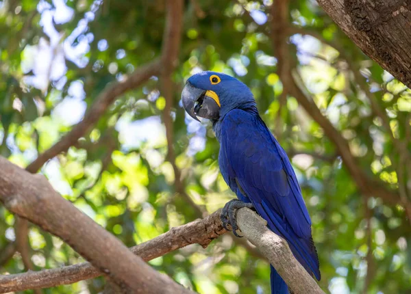이것은 금강앵무 앵무새의 사진이다 브라질 판타날 지역의 정글에서 — 스톡 사진