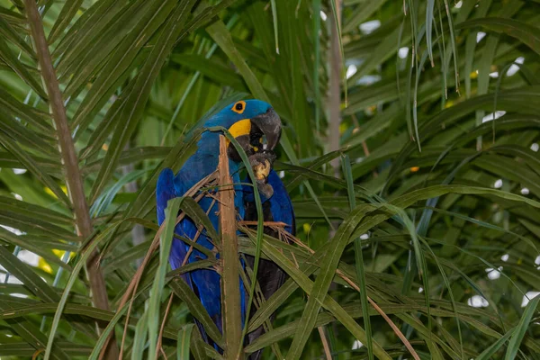 Фотография Знаменитого Попугая Ара Ara Parrot Фото Снято Джунглях Района — стоковое фото