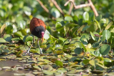 Kuş boynuzlu Jacana Brezilya 'nın Pantanal bölgesindeki bataklıkta avlanıyor. Sabah güzel bir ışıkla çekilen fotoğraf.