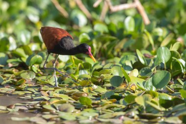 Kuş boynuzlu Jacana Brezilya 'nın Pantanal bölgesindeki bataklıkta avlanıyor. Sabah güzel bir ışıkla çekilen fotoğraf.
