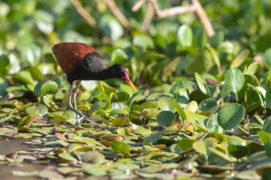 Kuş boynuzlu Jacana Brezilya 'nın Pantanal bölgesindeki bataklıkta avlanıyor. Sabah güzel bir ışıkla çekilen fotoğraf.