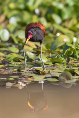 Kuş boynuzlu Jacana Brezilya 'nın Pantanal bölgesindeki bataklıkta avlanıyor. Sabah güzel bir ışıkla çekilen fotoğraf.