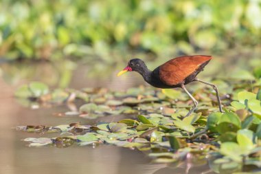 The bird wattled jacana is haunting on swamp in Pantanal area Brazil. Picture shot in the morning in good light clipart