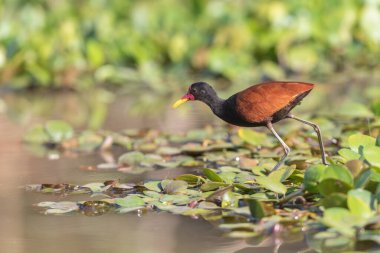 The bird wattled jacana is haunting on swamp in Pantanal area Brazil. Picture shot in the morning in good light clipart