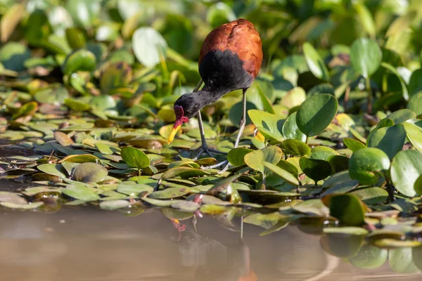 Jacana Acariciada Por Pássaros Está Assombrando Pântano Área Pantanal Brasil — Fotografia de Stock