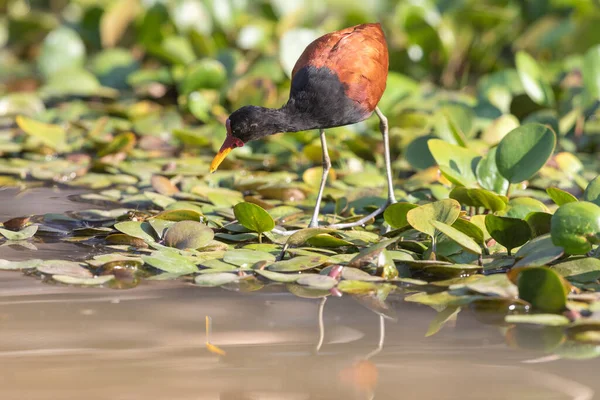 Pájaro Jaspeado Jacana Está Rondando Pantano Área Pantanal Brasil Imagen —  Fotos de Stock