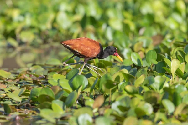 Bird Wattled Jacana Haunting Swamp Pantanal Area Brazil Picture Shot — Stock Photo, Image