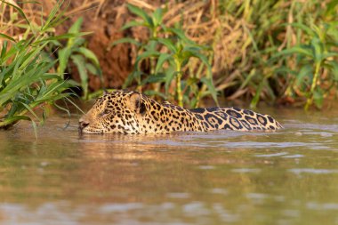 Doğal ortamda yüzen genç ve güzel bir çita.