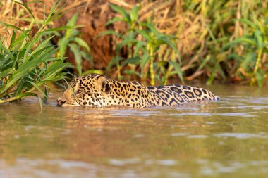 Doğal ortamda yüzen genç ve güzel bir çita.