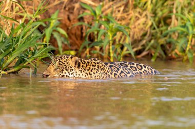 Doğal ortamda yüzen genç ve güzel bir çita.