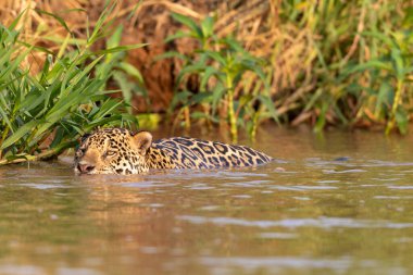 Doğal ortamda yüzen genç ve güzel bir çita.