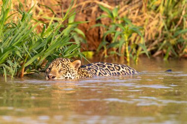 Doğal ortamda yüzen genç ve güzel bir çita.
