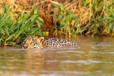 Doğal ortamda yüzen genç ve güzel bir çita.