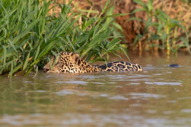 Doğal ortamda yüzen genç ve güzel bir çita.