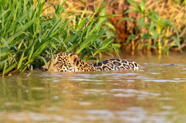 Doğal ortamda yüzen genç ve güzel bir çita.